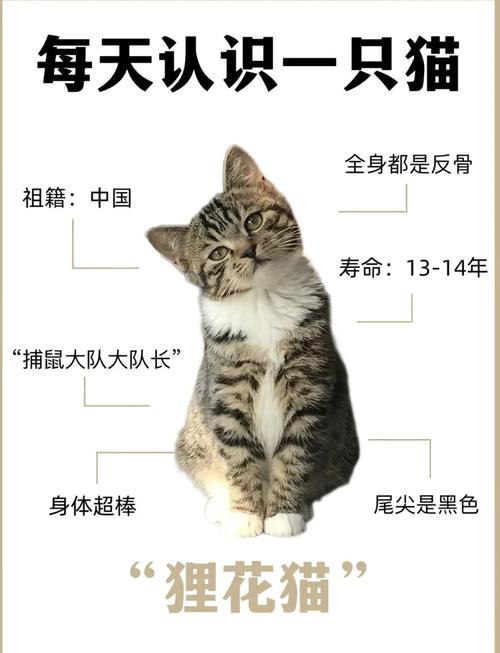 短毛顺滑韧，鱼骨纹狸花猫很可爱（狸花猫毛软吗）