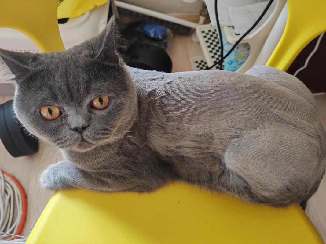 剃毛伤猫咪，自然毛发好（猫剃毛太短会怎么样）