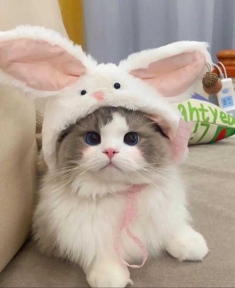 为爱坚守，纯净喂猫！（林茶茶生骨肉布偶猫）