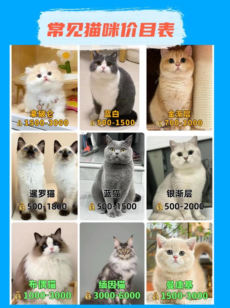 串串猫价格80-300元，看品种洋血，选健康家，勿只重价（串串猫多少钱一只图片简单）