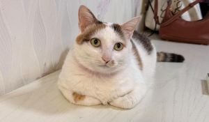 和猫咪互动增进感情，让它们快乐放松！（给猫咪做什么猫咪会高兴）