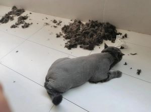 剃毛后猫咪护理全攻略，注意保暖防舔舐！（猫刚刚剃完毛可以洗澡吗）