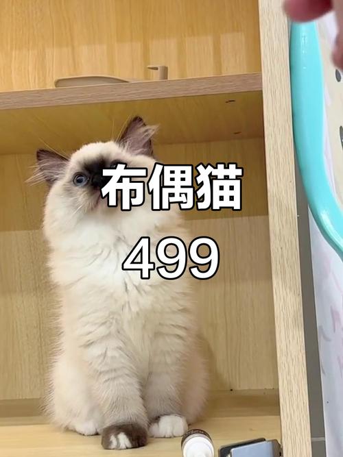 布偶猫价格差异大，纯血可达2-3万，选猫勿只看价格！（布偶猫多少钱一只正常价）
