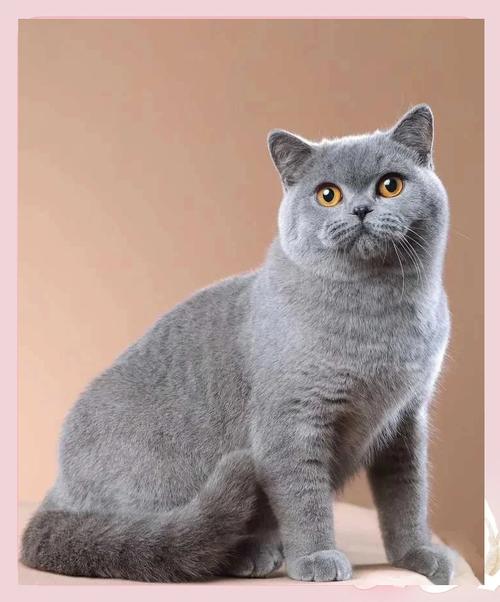 英短美短折耳暹罗（短毛猫品种）