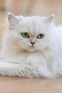 美貌财富人生戏剧（波斯猫妞真实事件）