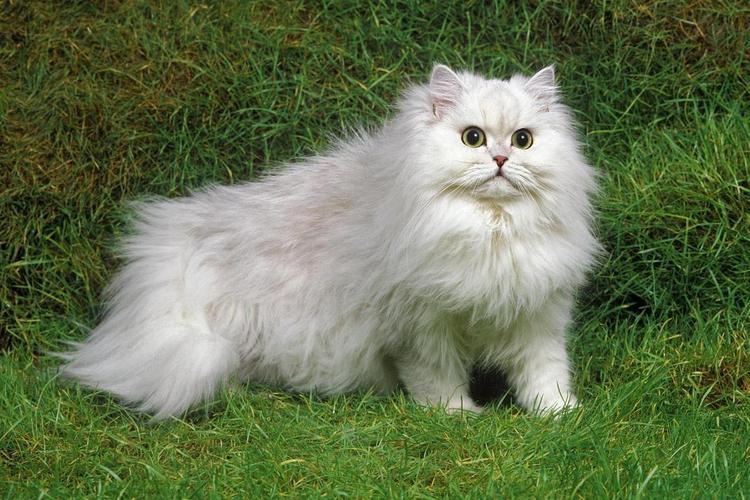 波斯猫异色眼，神秘又迷人！（两只眼睛不一样的波斯猫图片）