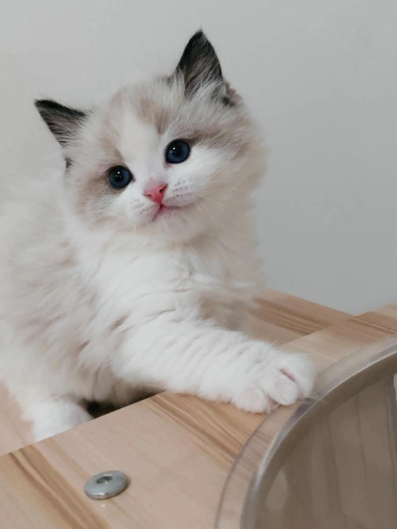 布偶猫温和亲人需细养，价格3500元起（布偶海双猫好养活吗多少一只）