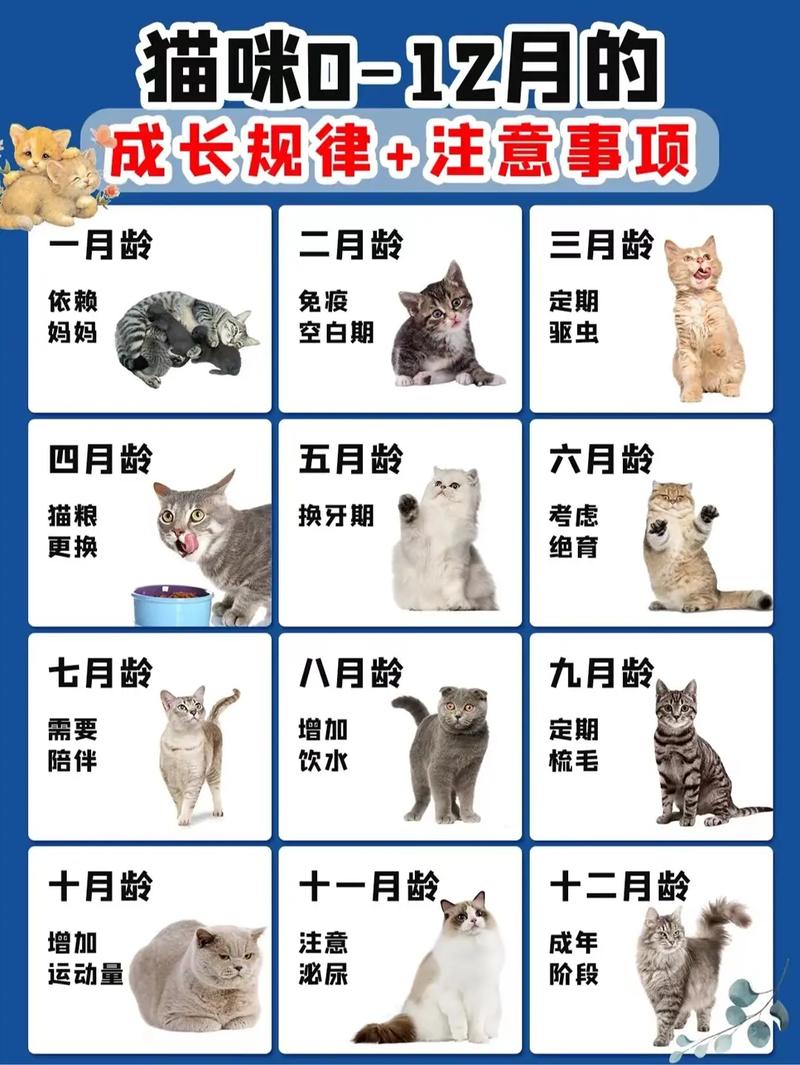 猫咪春秋换毛重，长毛猫更明显，注意营养清洁（猫咪几个月换毛期）