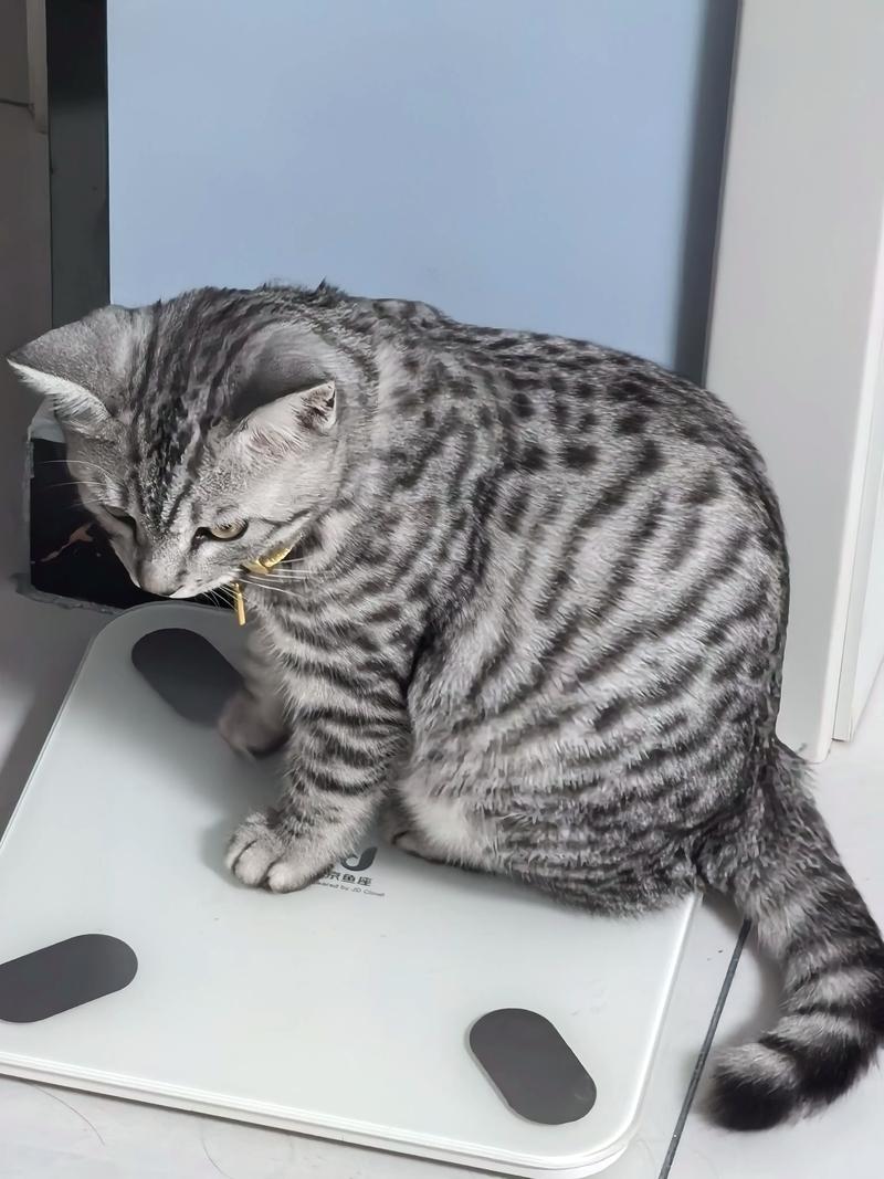 独立亲人，健康好伴侣（美短虎斑猫图片）