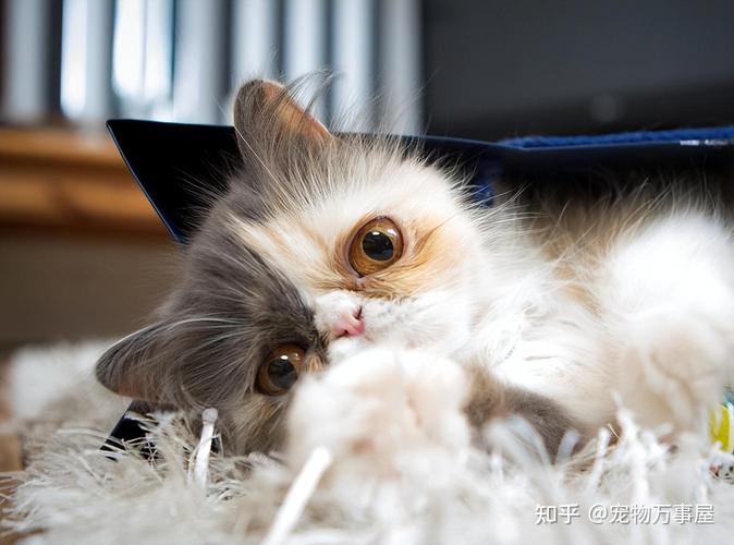 波斯猫换毛季掉毛多？科学护理有妙招！（波斯猫掉毛严重吗）