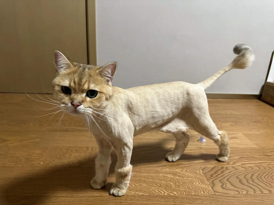 剃毛伤猫咪心，需谨慎（给猫剃毛后 猫会生气多久）