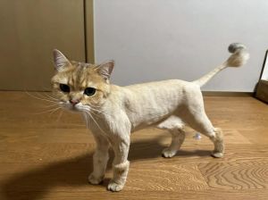 剃毛伤猫咪心，需谨慎（给猫剃毛后 猫会生气多久）