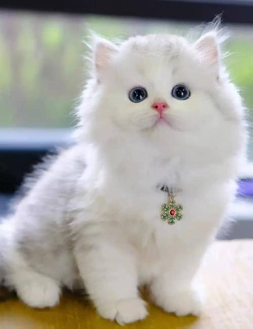 优雅宠物，需精心打理（波斯猫是什么品种）