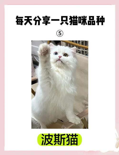 波斯猫价格差异大，血统体型影响大，选猫要理性（正宗波斯猫多少钱一只）