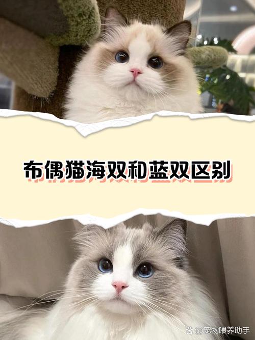 海豹双色最贵超2万（布偶猫海双贵还是海山双贵）