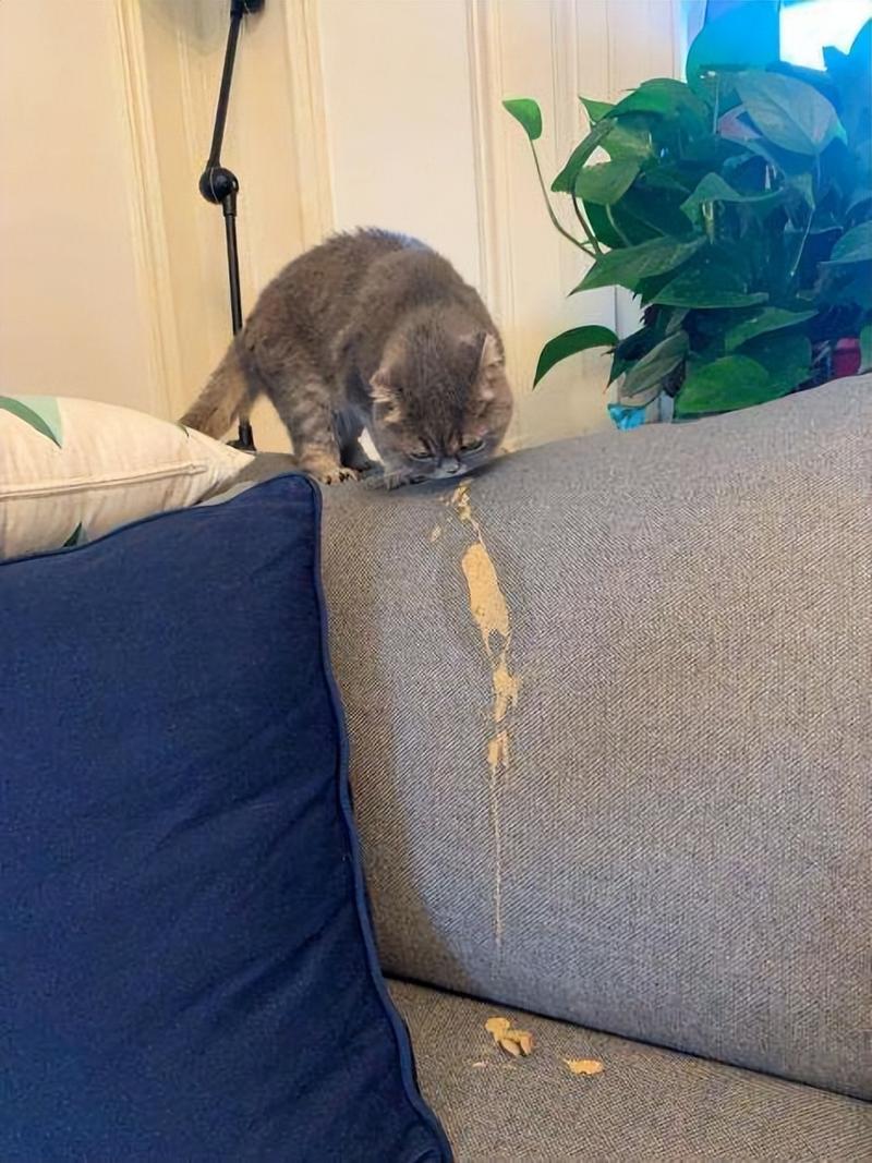猫咪换毛呕吐怎么办？（换毛季猫咪天天呕吐）