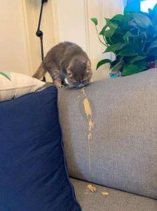 猫咪换毛呕吐怎么办？（换毛季猫咪天天呕吐）