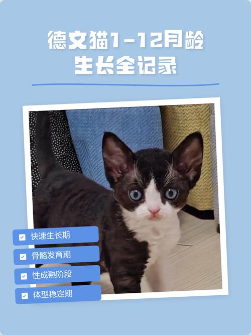 德文猫标准体重4-7公斤，科学喂养防肥胖（德文猫体重对照表月龄）