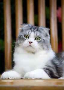 苏格兰折耳猫冬日安静享受生活（长冬by苏格兰折耳猫）