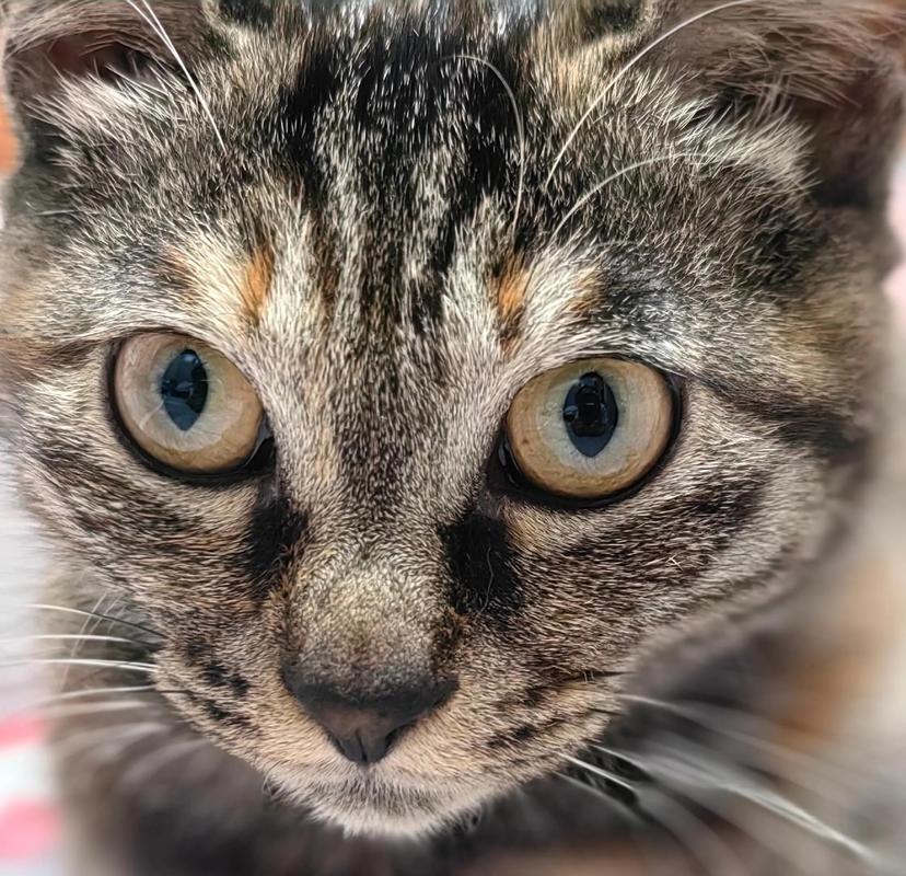 猫咪治愈心灵，带来快乐与陪伴（猫的图片大全大图）