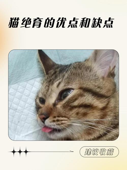 猫咪绝育好处多，健康快乐更亲人（猫绝育有什么优点）