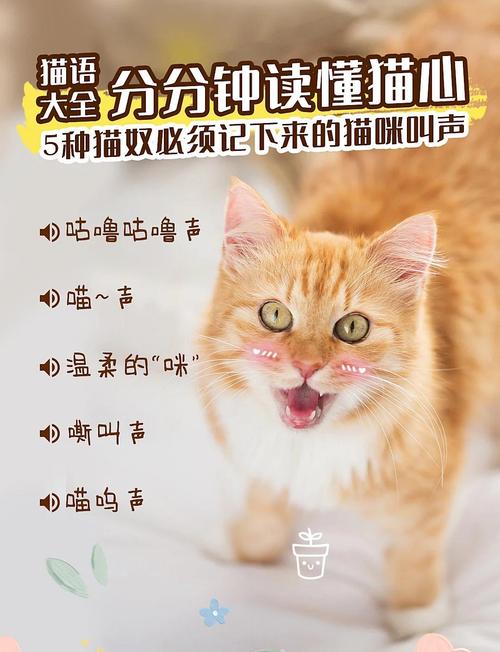 从呼噜到尖叫（猫猫叫声吸引猫）