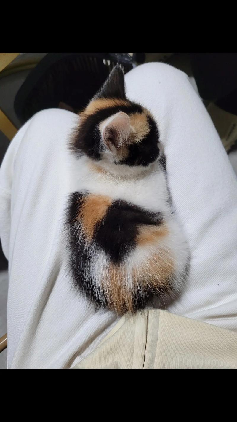 后悔养三花猫？缺点多性格闹人（三花猫图片大全大图）