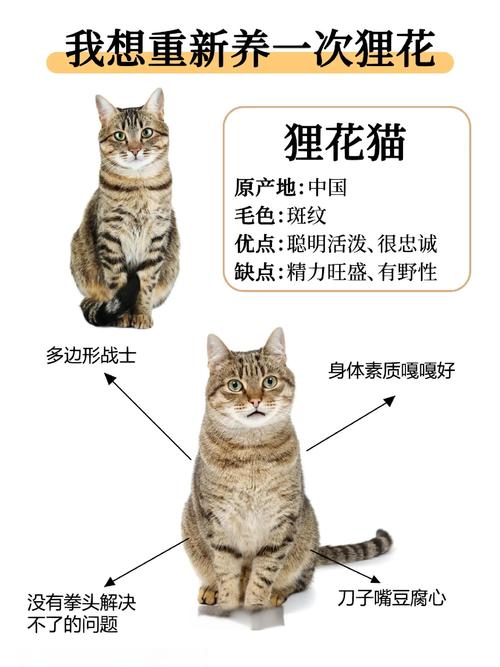 聪明漂亮，国货之光（狸花猫12个品种图）