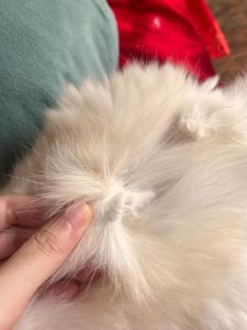 布偶猫毛发易打结怎么办？（布偶猫舔过的毛打结严重）