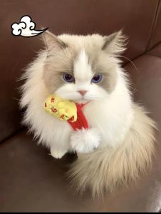 抖音网红猫一万king走红，还有会说话的二豆擅长舞蹈的东门魏官人等猫咪明星（抖音网红布偶猫叫啥）