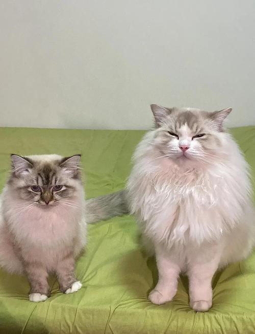 母布偶猫是否打架？性格+正确介绍+主人公平对待是关键（养2只母布偶猫会打架吗）