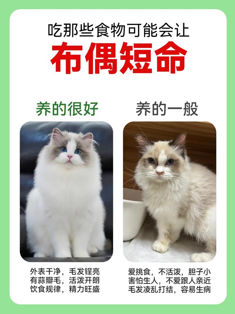 三个月布偶猫吃蛋黄要小心（布偶猫三个月能吃人吃的蛋黄吗）