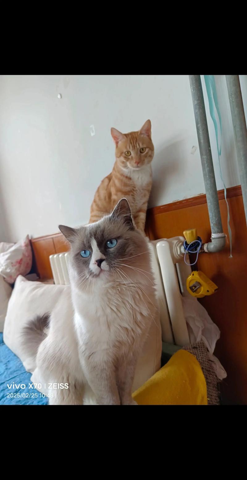 选橘猫还是布偶猫？看喜好和生活，各有利弊！（男的养布偶还是橘猫好）