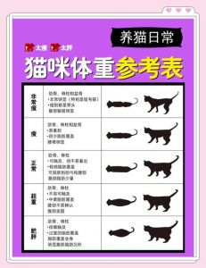 布偶猫正常体重10-15斤，异常需关注（布偶猫体重多少正常）