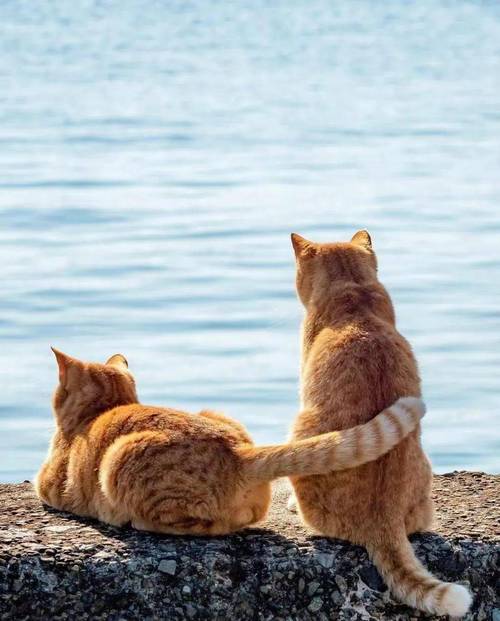 好猫缘阴德深？猫咪是检验你能量！（猫缘好的人阴德重）