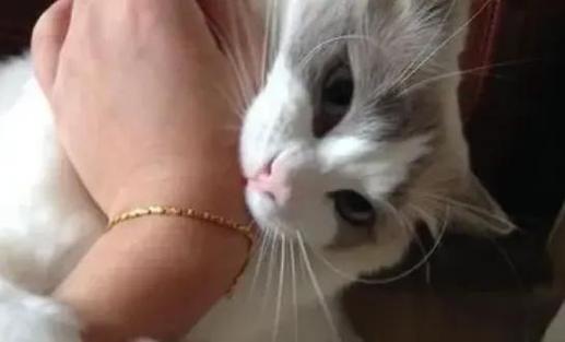 猫咪咬人怎么办？轻咬是信号，温和引导更有效（布偶猫扑人咬人）
