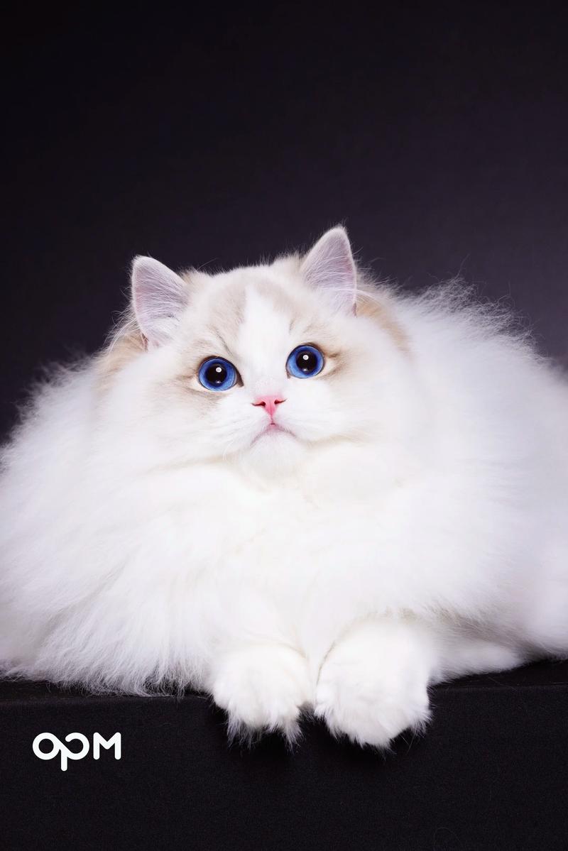 选靠谱布偶猫舍？看健康血统理念！推荐LINCAT，专业亲民有保障（中国可靠的布偶猫舍）