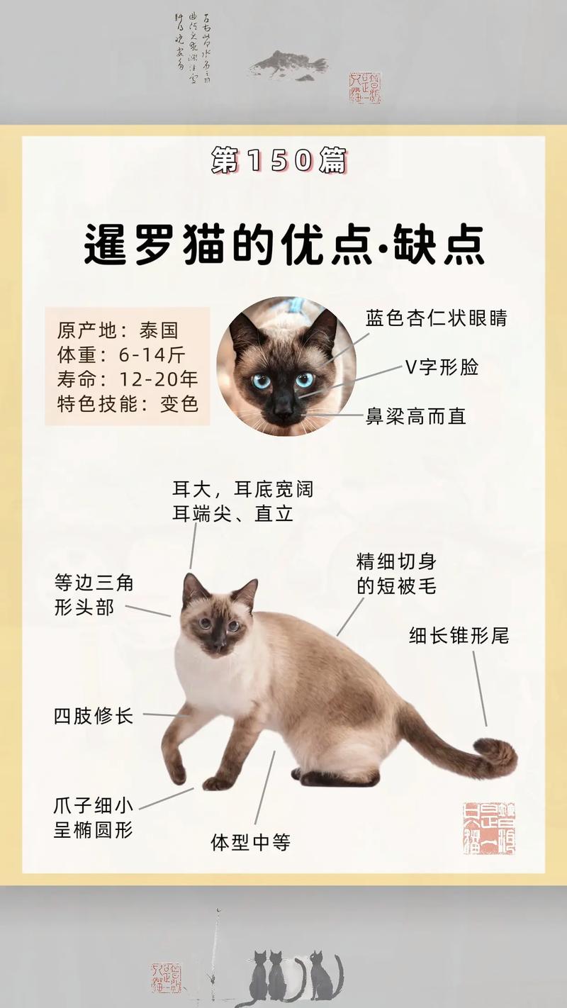 舔手臂分享玩具，超会表达爱（暹罗猫把你当主人的表现）