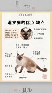 舔手臂分享玩具，超会表达爱（暹罗猫把你当主人的表现）