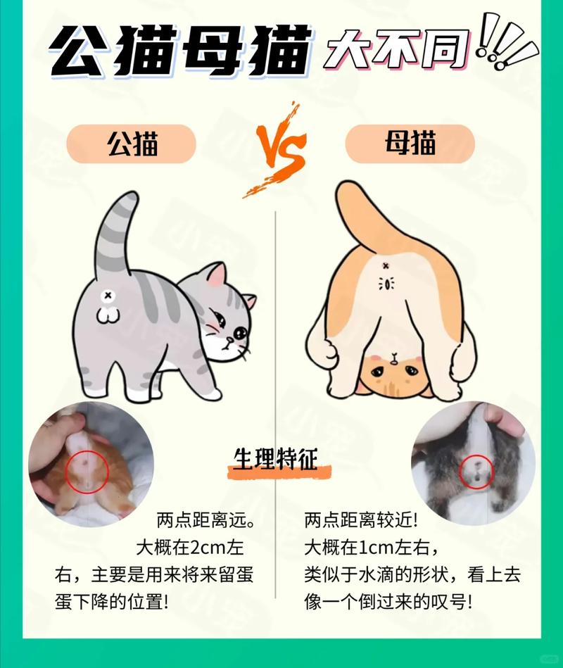 公猫母猫优缺点，选猫看性格（母猫跟公猫的优点缺点）