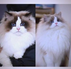 布偶猫背色多样，选对颜色更和谐（布偶猫背部颜色要求）