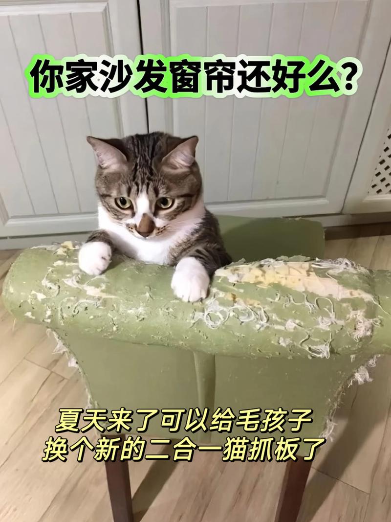 猫抓板保护家具，猫咪磨爪健康好！（猫抓板什么时候需要）