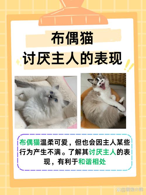 布偶猫如何认主人？（布偶猫认主人的表现）