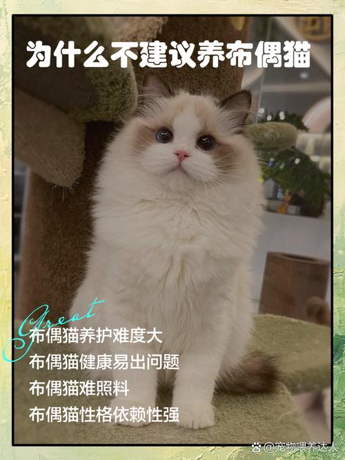 需陪伴梳毛控饮食（布偶猫真的特别难养吗）