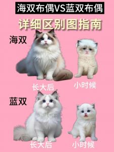 布偶猫蓝双与海双颜色区别及特点（布偶山猫好还是海双好）