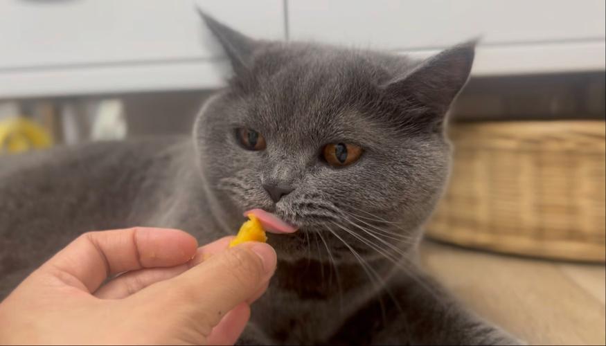 红薯喂猫要小心，易腹胀腹泻，煮熟捣泥适量喂（猫吃地瓜会怎样）