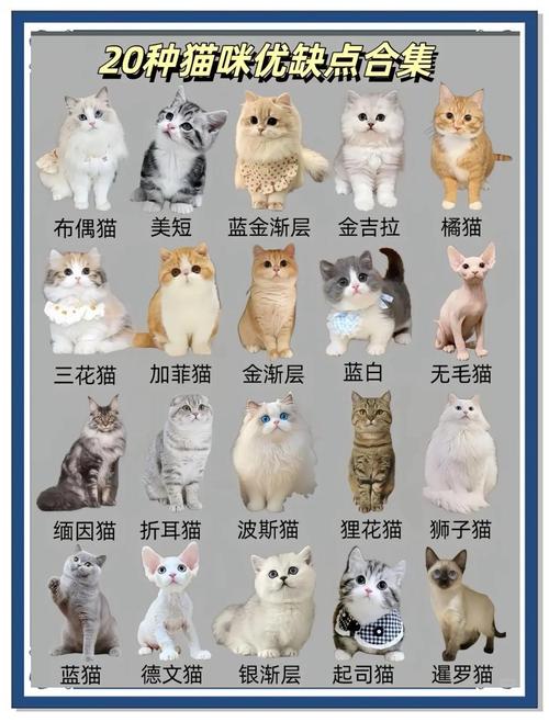 猫性格差异大，相处需耐心（同一品种的猫会更好相处吗）