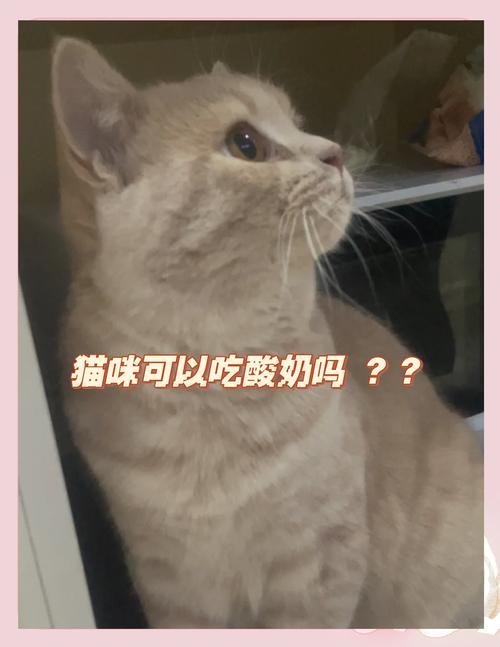 猫咪适量喂酸奶好处多，注意选低脂无糖原味！（小猫吃酸奶有什么好处）