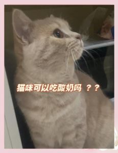 猫咪适量喂酸奶好处多，注意选低脂无糖原味！（小猫吃酸奶有什么好处）