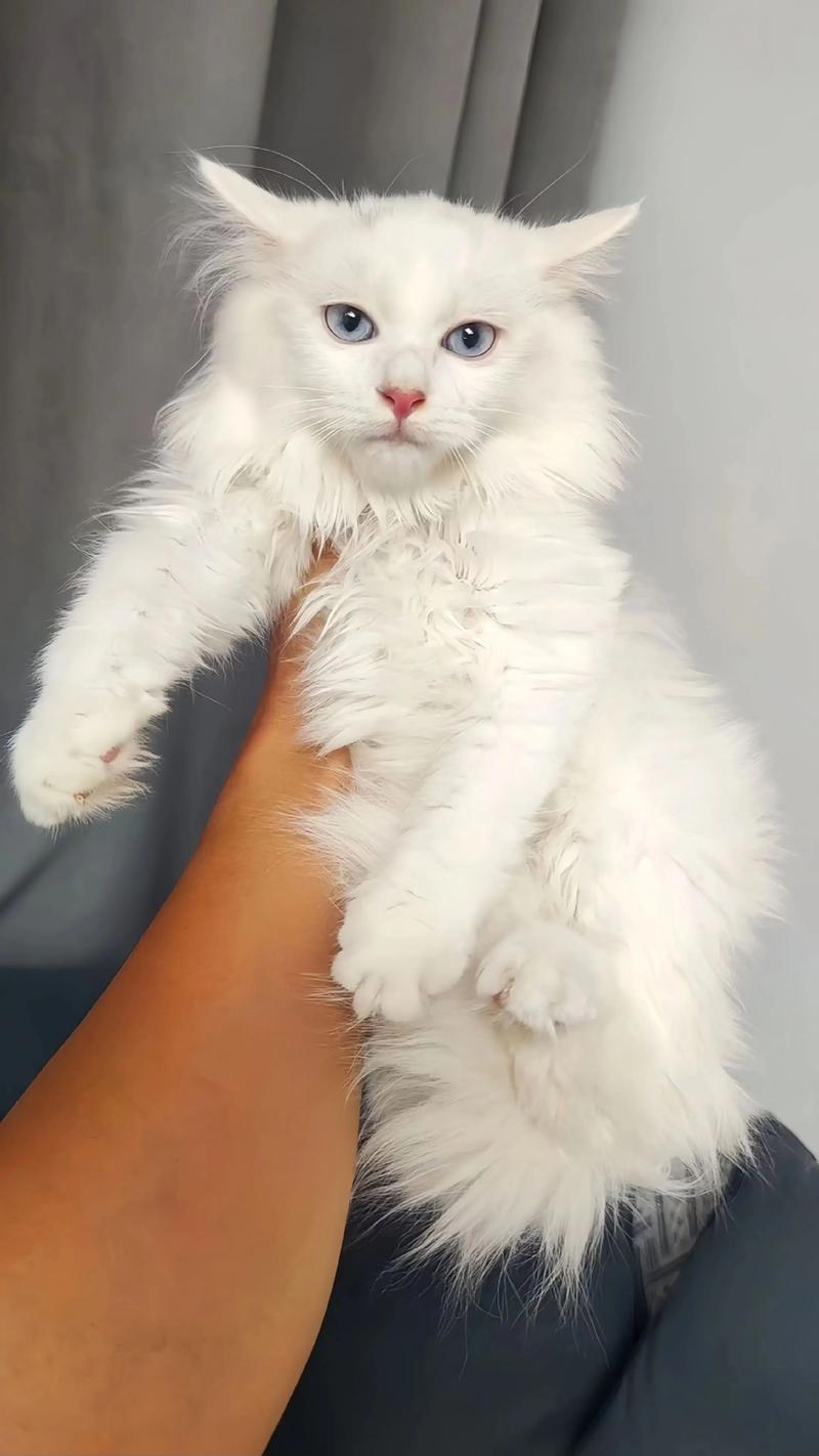 狮子猫甄嬛传之未卜先知宫斗番外（狮子猫的作品）